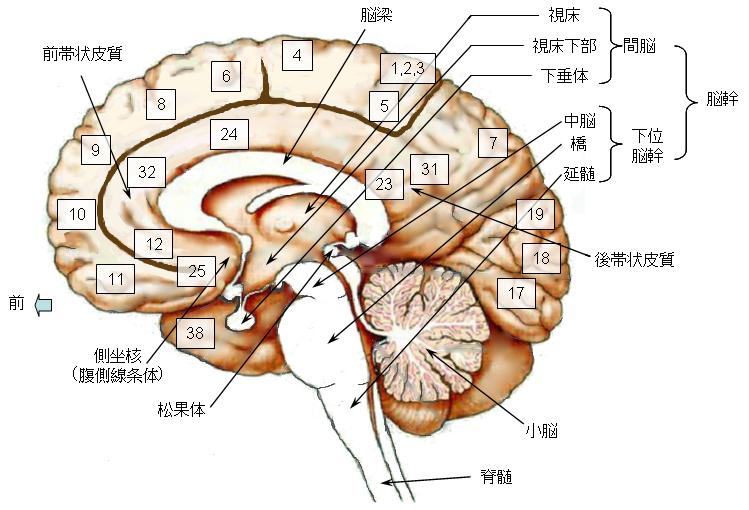 脳の構造図：中心断面・内側表面（脳幹・側坐核・松果体・小脳）