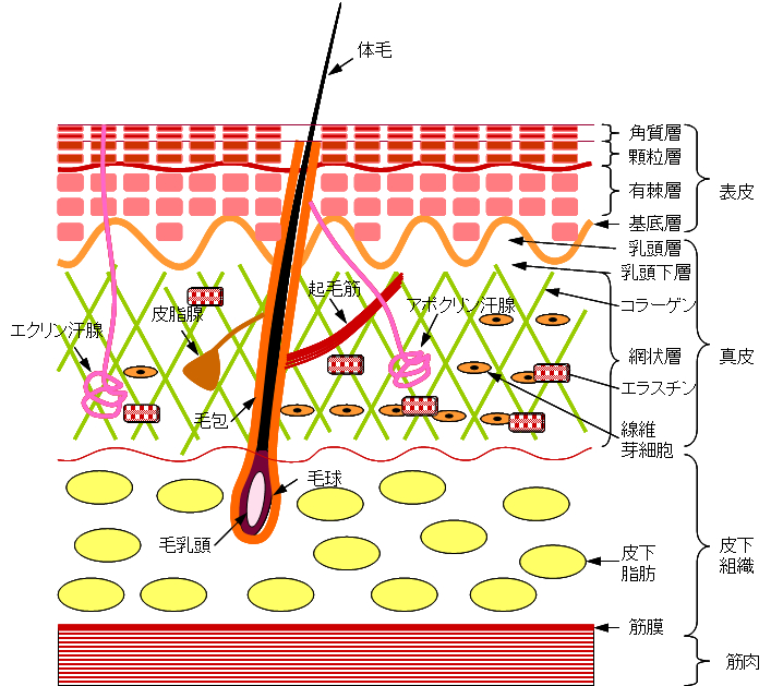 皮膚・毛根の構造