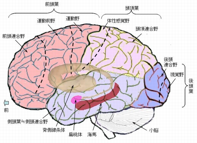 脳の構造図：外側表面（各連合野・海馬・扁桃体・小脳）
